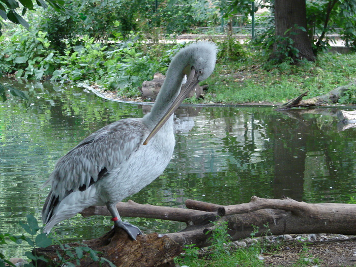 Dalmatian Pelican (2009, June 27); Pelecanus crispus.
 Dalmatian Pelican (2009, June 27); Pelecanus crispus.