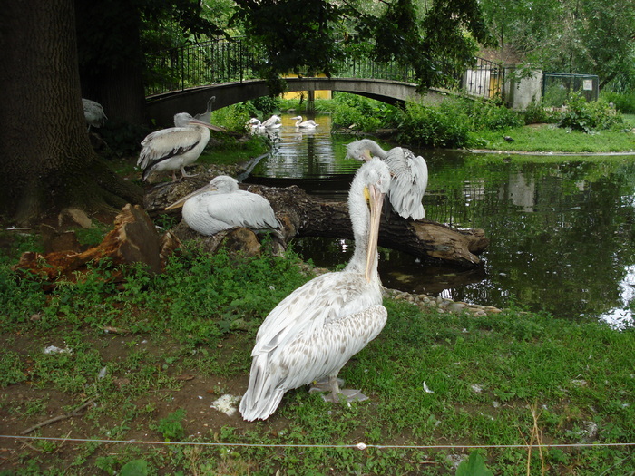 Dalmatian Pelican (2009, June 27); Pelecanus crispus.
 Dalmatian Pelican (2009, June 27); Pelecanus crispus.
