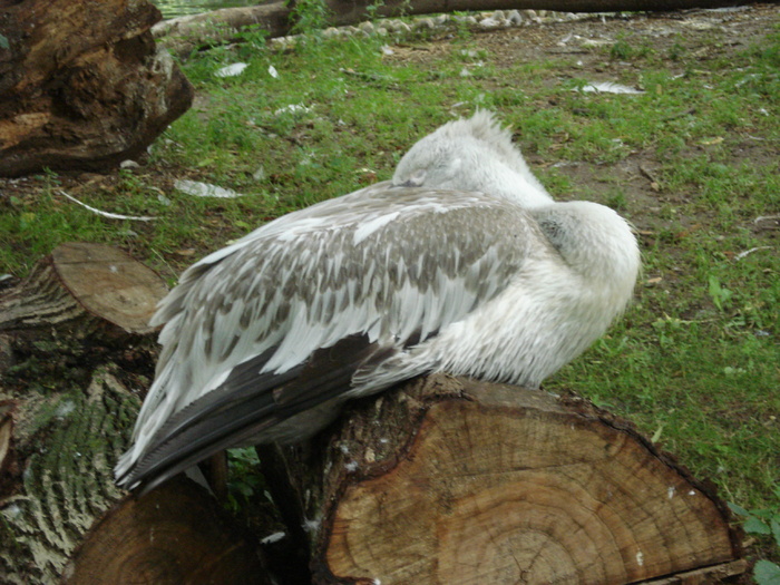 Dalmatian Pelican (2009, June 27); Pelecanus crispus.
 Dalmatian Pelican (2009, June 27); Pelecanus crispus.