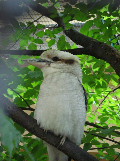 Kea_Nestor notabilis (2009, June 27); Viena.
 Kea_Nestor notabilis (2009, June 27); Viena.