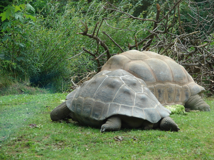 Giant Turtles (2009, June 27); Viena.
 Giant Turtles (2009, June 27); Viena.