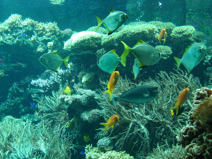 Fishes (2009, June 27); Viena.
 Fishes (2009, June 27); Viena.