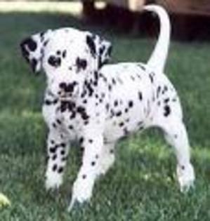 dalmatianul dragut