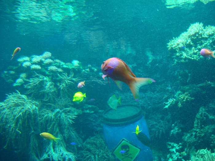 Fishes (2009, June 27); Viena.
 Fishes (2009, June 27); Viena.