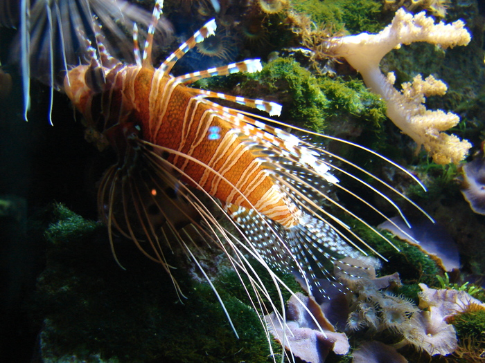 Antennata Lionfish (2009, June 27); Pterois antennata. 
Ragged-finned Firefish; Spotfin Lionfish.
 Antennata Lionfish (2009, June 27); Pterois antennata. 
Ragged-finned Firefish; Spotfin Lionfish.