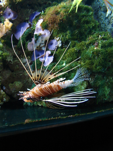 Antennata Lionfish (2009, June 27); Pterois antennata. 
Ragged-finned Firefish; Spotfin Lionfish.
 Antennata Lionfish (2009, June 27); Pterois antennata. 
Ragged-finned Firefish; Spotfin Lionfish.