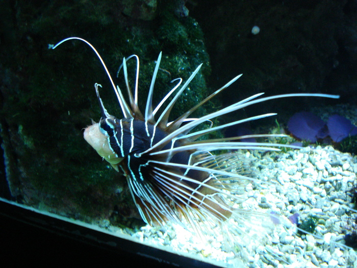 Radiata Lionfish (2009, June 27); Pterois radiata. Clearfin Lionfish; Tailbar Lionfish; Radial Firefish.
 Radiata Lionfish (2009, June 27); Pterois radiata. Clearfin Lionfish; Tailbar Lionfish; Radial Firefish.