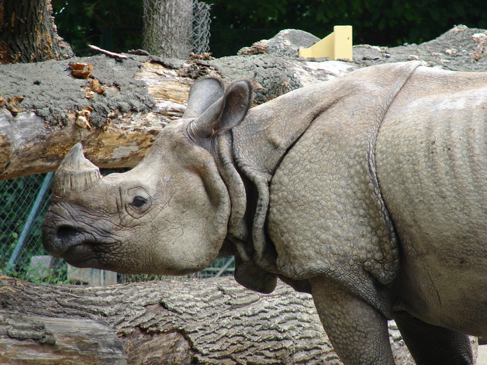 Rhinos (2009, June 27); Viena.
 Rhinos (2009, June 27); Viena.