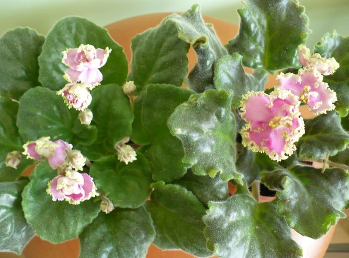 P.Rusalky si H.Sweetheart - Violete africane 2010 -AV