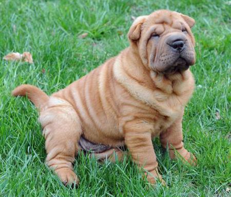 shar pei