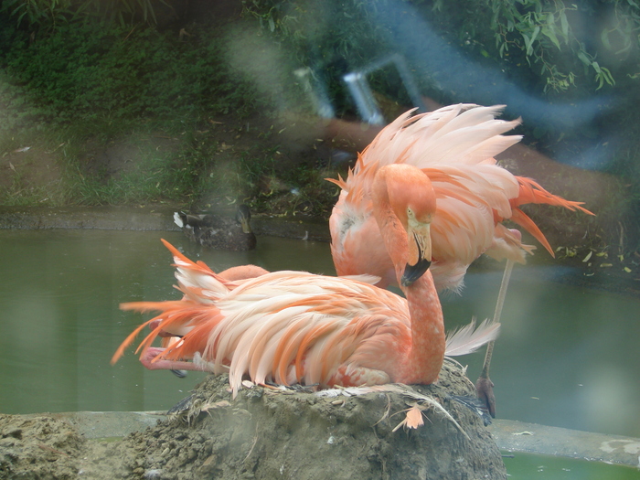 Greater Flamingos (2009, June 27); Viena.
