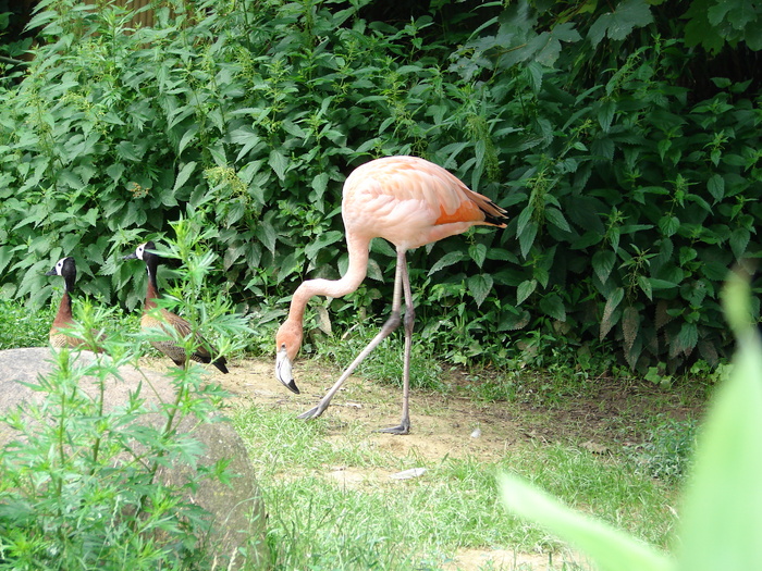 Greater Flamingo (2009, June 27); Viena.
