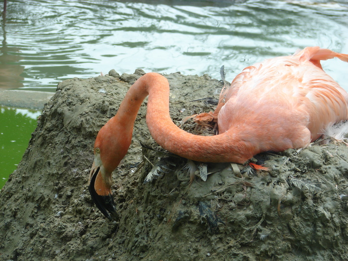 Greater Flamingo (2009, June 27); Viena.
