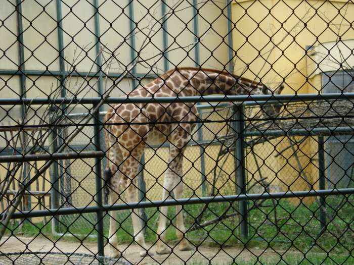 Giraffe (2009, June 27); Giraffa camelopardalis.
