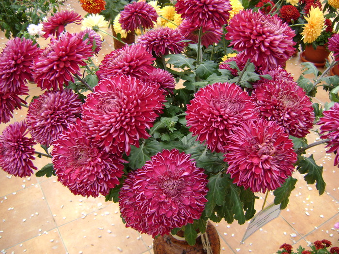 DSC06073 - Gradina Botanica 2009