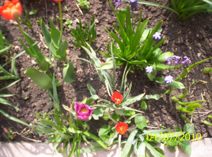 Tulipa Wilsoniana; cele doua micute sunt lalele montane,frunzele sunt subtirele si micute...
