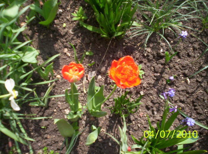 Tulipa Miranda; sunt deosebite,parca sunt trandafiri
