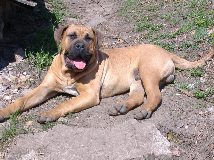 Carlos la 6 luni - Dogo Canario
