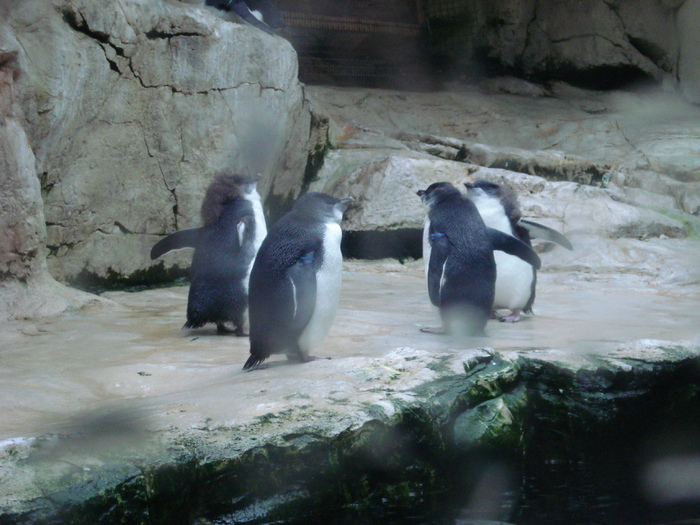 Penguins (2009, June 27); Viena.
