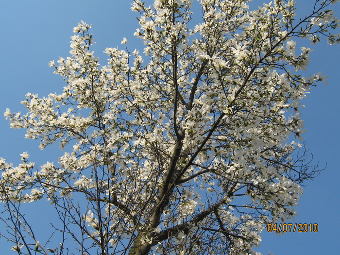 magnolie inflorita - Magnolie alba