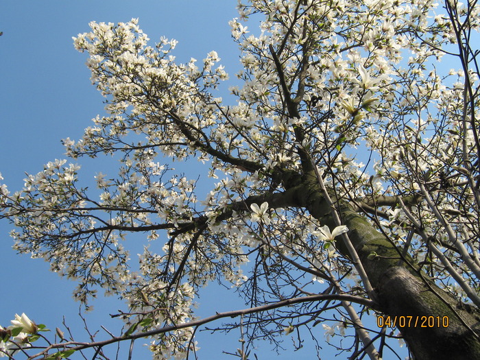 magnolieinflorita - Magnolie alba