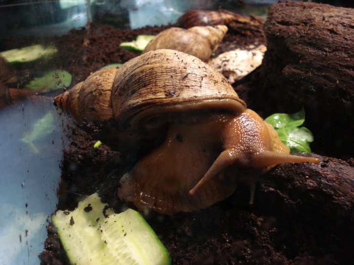 Giant African Land Snail (2009, June 27); Viena.
