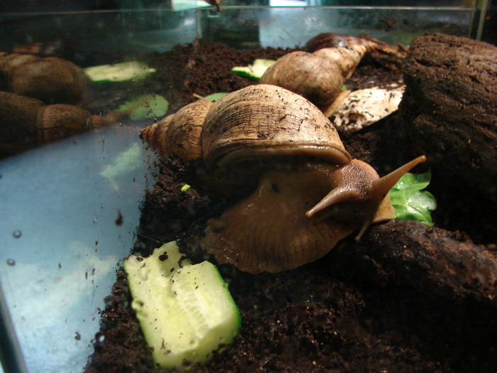 Giant African Land Snail (2009, June 27) - Schonbrunn Zoo Viena
