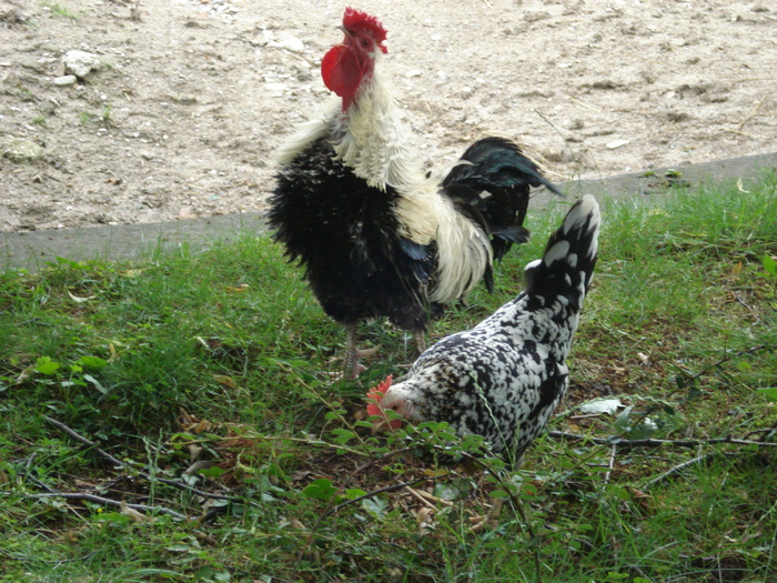 Rooster & Hen (2009, June 27); Gallus gallus domesticus.
