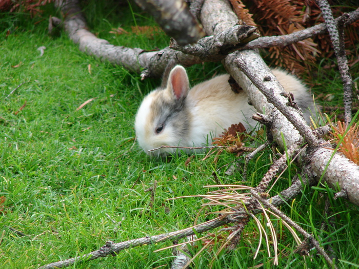 White Rabbit (2009, June 27) - Schonbrunn Zoo Viena