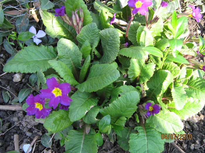 primula - Primavara 2010