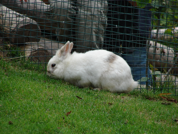 White Rabbit (2009, June 27); Viena.
