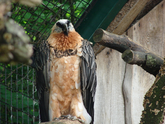 Bearded Vulture (2009, June 27); Gypaetus barbatus. Lammergeier; Lammergeyer.
