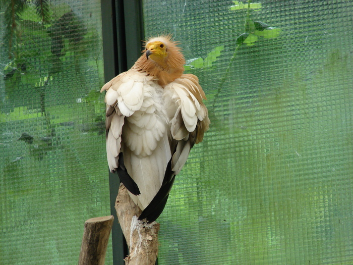 Egyptian Vulture (2009, June 27); Neophron percnopterus. White Scavenger Vulture; Pharaoh&#039;s Chicken.
