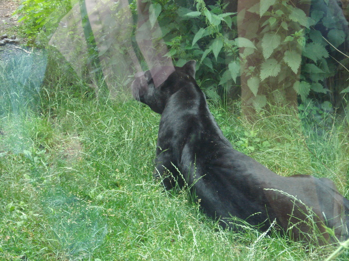 Black Panther (2009, June 27); Viena.

