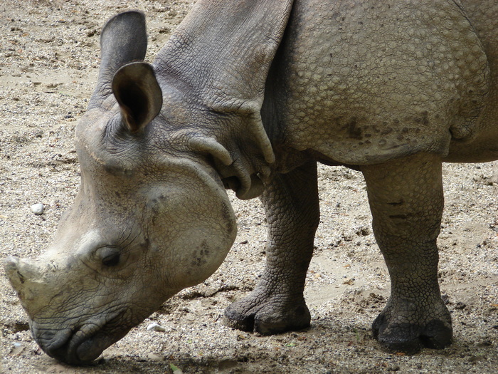Rhino (2009, June 27) - Schonbrunn Zoo Viena