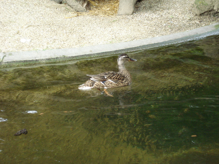 Mallard Duck_Female (2009, June 27) - Schonbrunn Zoo Viena