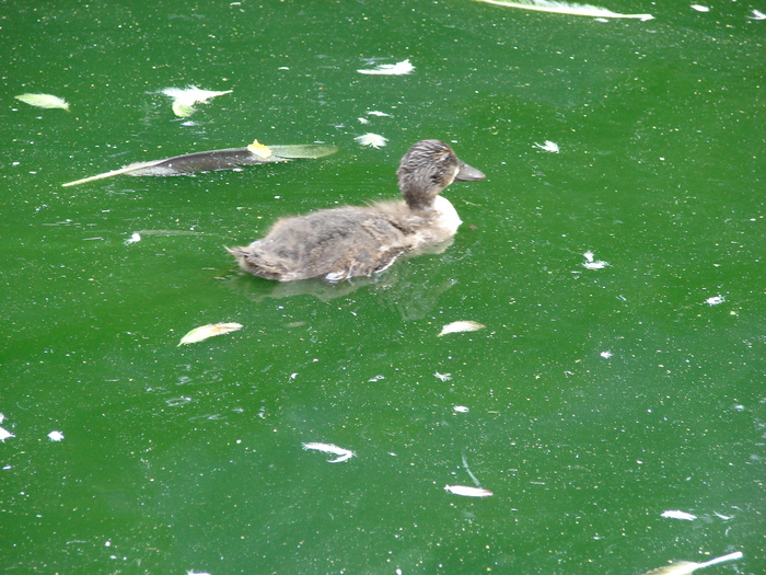 Mallard Duck_Female (2009, June 27); Viena.
