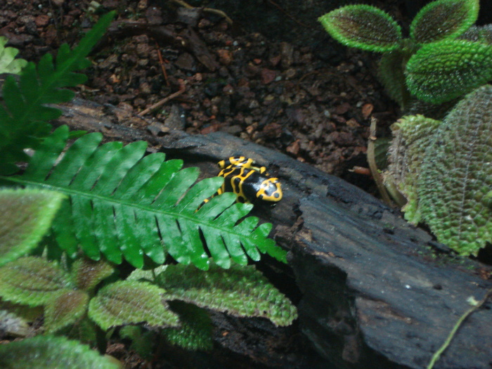 Yellow-banded Poison Dart Frog; Dendrobates leucomelas. Yellow-headed Poison Dart Frog; Bumblebee Poison Frog.
