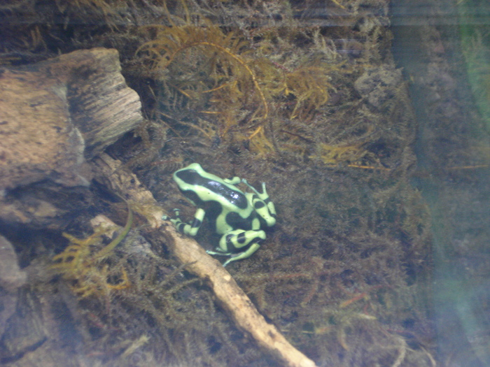 Green and Black Poison Dart Frog; Dendrobates auratus. Green and Black Poison Arrow Frog; Mint Poison Frog.
