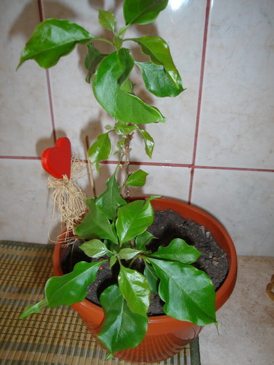 bougainvillea1 - bougainvillea