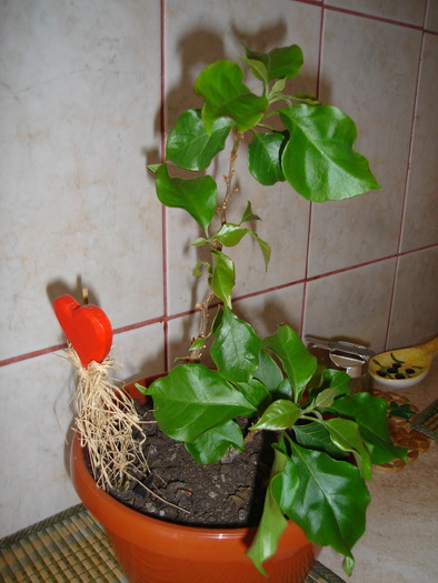 bougainvillea2 - bougainvillea