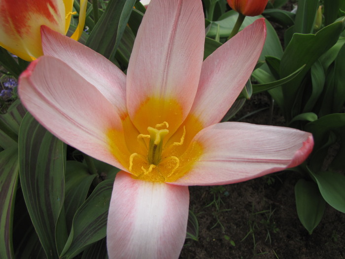 Lalea Hearts Delight 7 apr 2010