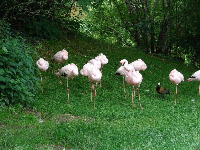 Flamingos (2009, June 27) - Schonbrunn Zoo Viena