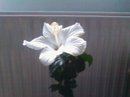  - hibiscus