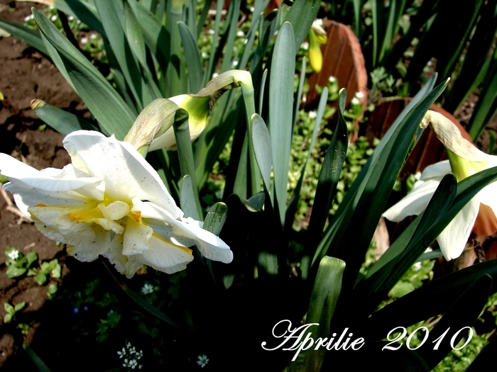 DSC00030 - Aprilie 2010 in gradina