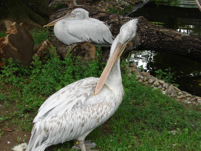 Dalmatian Pelican (2009, June 27); Viena.
