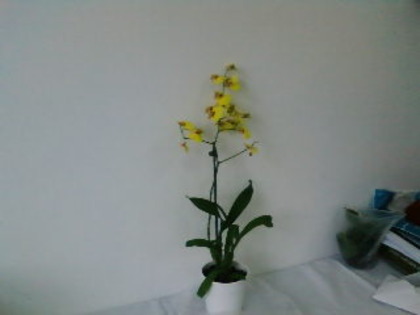 SP_A0159 - oncidium