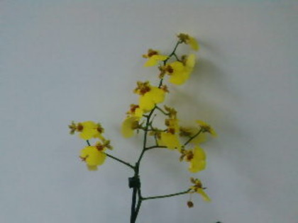 SP_A0161 - oncidium