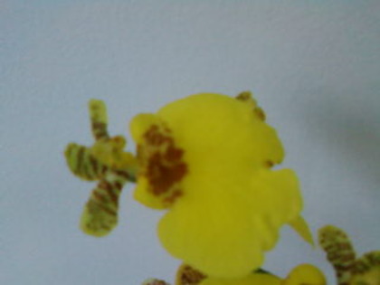 SP_A0163 - oncidium