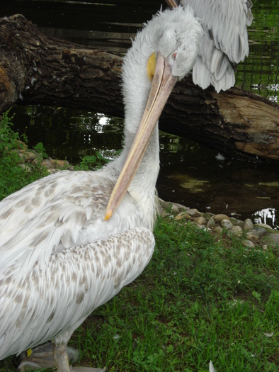 Dalmatian Pelican (2009, June 27); Viena.
